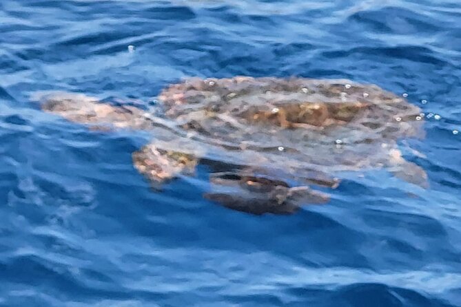 SEA SAFARI Dolphins, Whales, 3h speedboat DISCOVERY-TOUR - Swimming, snorkeling, and the BladeFish stop