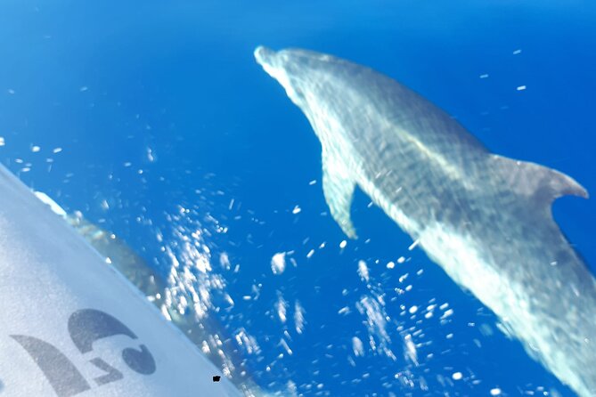 SEA SAFARI, Dolphins, Whales, snorkeling, snack and drink, 2 h speedboat - Who will enjoy the Sea Safari most