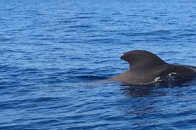 SEA SAFARI, Dolphins, Whales, snorkeling, snack and drink, 2 h speedboat - Two hours on a fast Atlantic boat