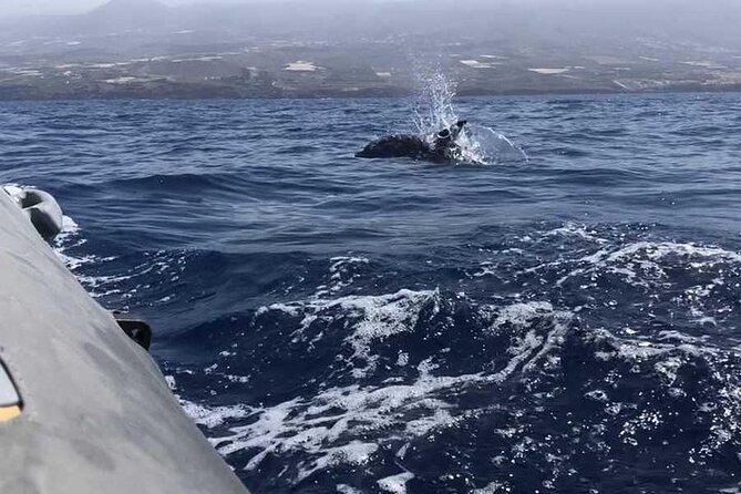 SEA SAFARI Dolphins,Whales, snorkeling, snack, drink, 3h private - A three-hour plan with room to adjust