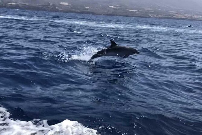 SEA SAFARI Dolphins,Whales, snorkeling, snack, drink, 3h private - Who will enjoy this Sea Safari most