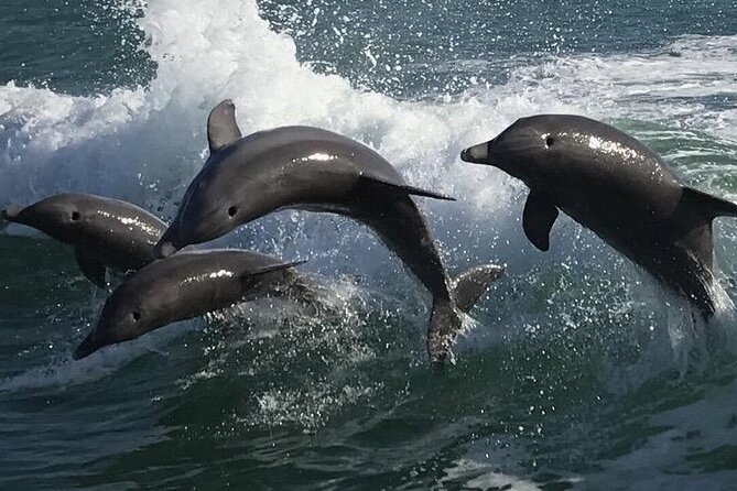 Sea Screamer Clearwater's Only Speed Boat Dolphin Watching - Clearwater Harbor, waterfront homes, and historic sights
