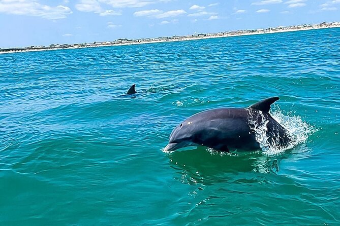 Sea Screamer Cruise - 2 Hour Dolphin Watch Tour in South Carolina - What the two-hour schedule means for you