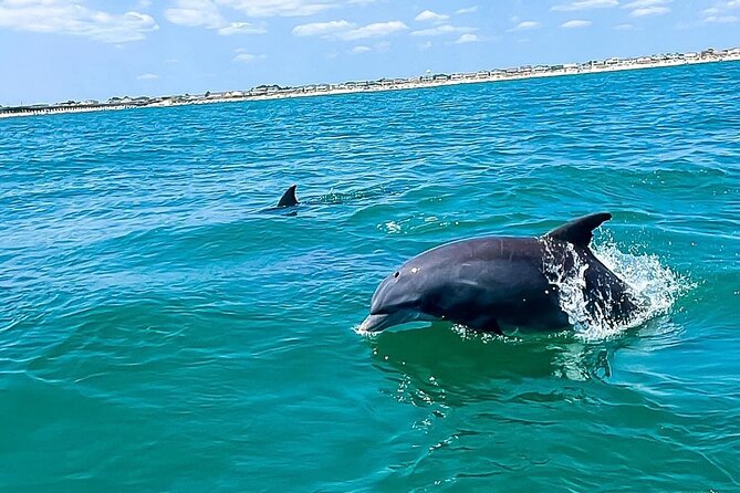 Sea Thunder Cruise-2 Hour Tour Surrounded by Dolphins in S.C - Key Points to Know Before You Go
