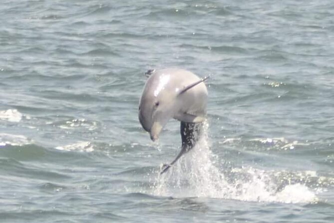 Sea Thunder Cruise-2 Hour Tour Surrounded by Dolphins in S.C - Starting at Little River With Time to Choose Your Seat