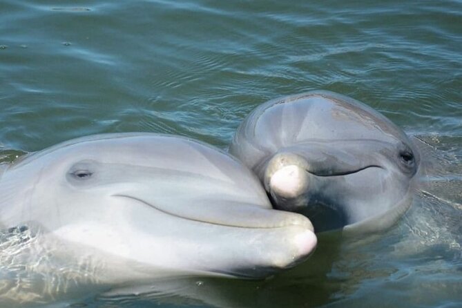 Sea Thunder Cruise-2 Hour Tour Surrounded by Dolphins in S.C - Is Two Hours the Right Length?