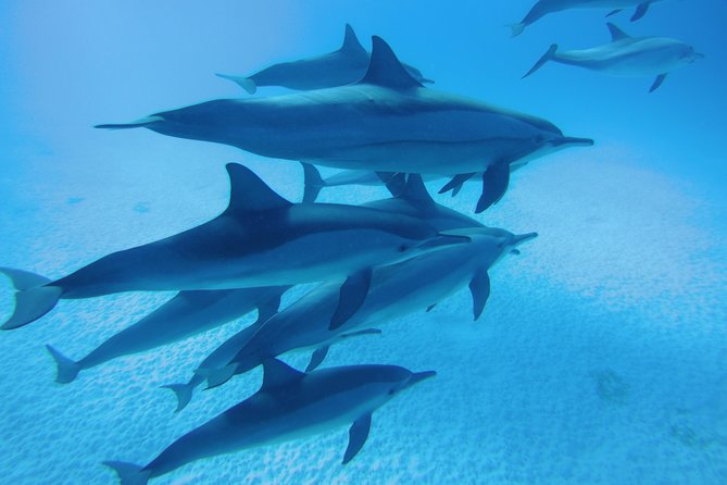 Sea Trip to Dolphin House & Snorkeling With Lunch - Marsa Alam - Key points before you book
