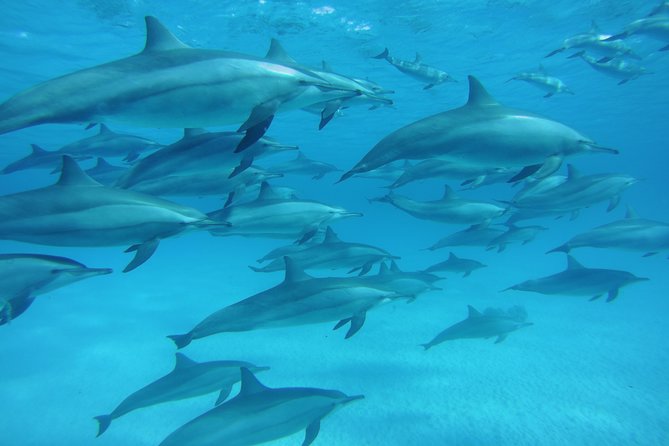 Sea Trip to Dolphin House & Snorkeling With Lunch - Marsa Alam - What the Dolphin House trip is really about