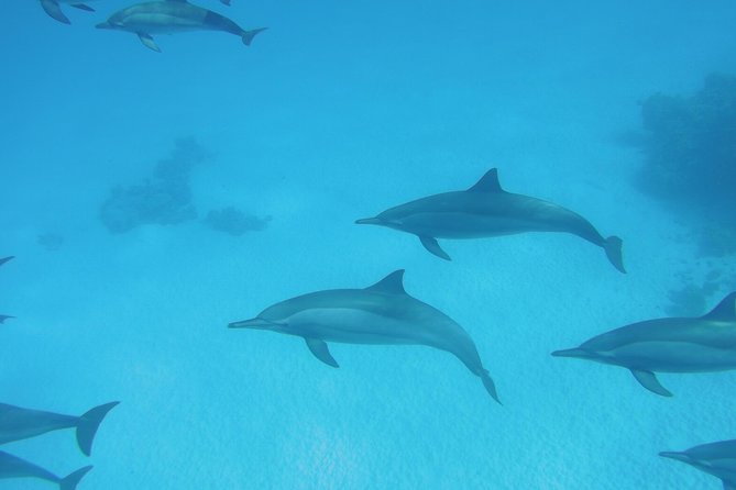 Sea Trip to Dolphin House & Snorkeling With Lunch - Marsa Alam - The boat ride to Sataya Reef