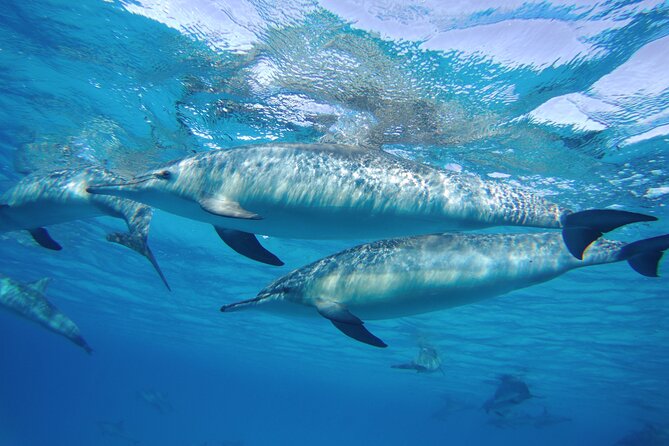 Sea Trip to Dolphin House & Snorkeling With Lunch - Marsa Alam - Is $54 a good price?