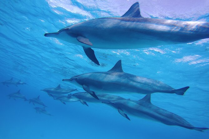 Sea Trip to Dolphin House & Snorkeling With Lunch - Marsa Alam - The early pickup from Marsa Alam