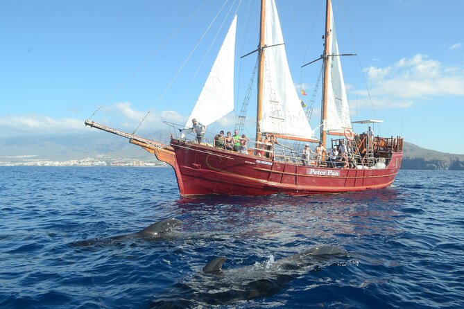 Sealife Dolphin & Whale Watching aboard Portuguese schooner - Searching for Pilot Whales and Dolphins