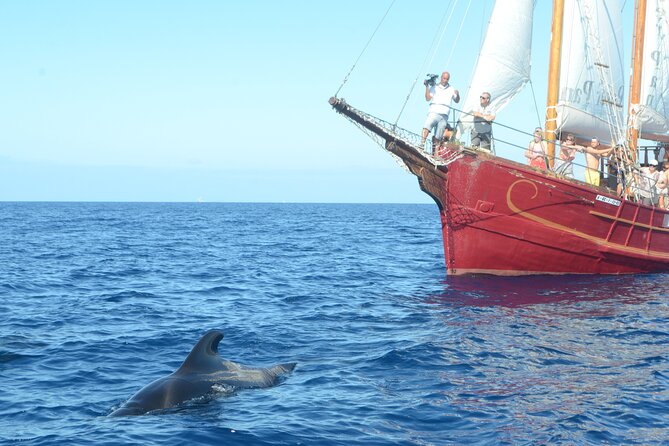 Sealife Dolphin & Whale Watching aboard Portuguese schooner - The Schooner’s Best Viewpoints