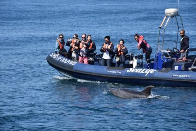 Sealife Sea Safari, Dolphin Watching with Marine Biologist’s Lagos