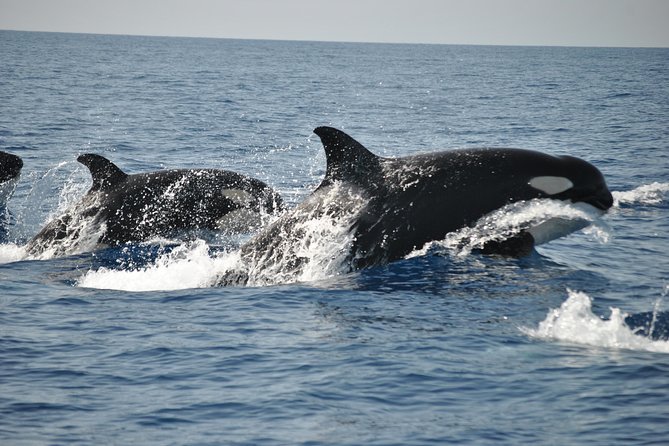 Sealife Sea Safari, Dolphin Watching with Marine Biologist's Lagos - Choosing between excitement and comfort