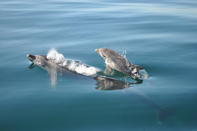 Sealife Sea Safari, Dolphin Watching with Marine Biologist's Lagos - Small groups and the $48.39 price