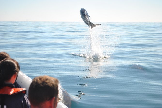 Sealife Sea Safari, Dolphin Watching with Marine Biologist's Lagos - What you might see, and what you might miss