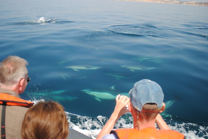Sealife Sea Safari, Dolphin Watching with Marine Biologist's Lagos - Who will enjoy this Lagos experience