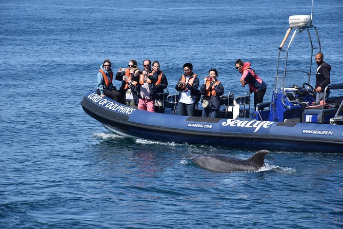 Sealife Sea Safari, Dolphin Watching with Marine Biologist's Lagos - How the dolphin search works