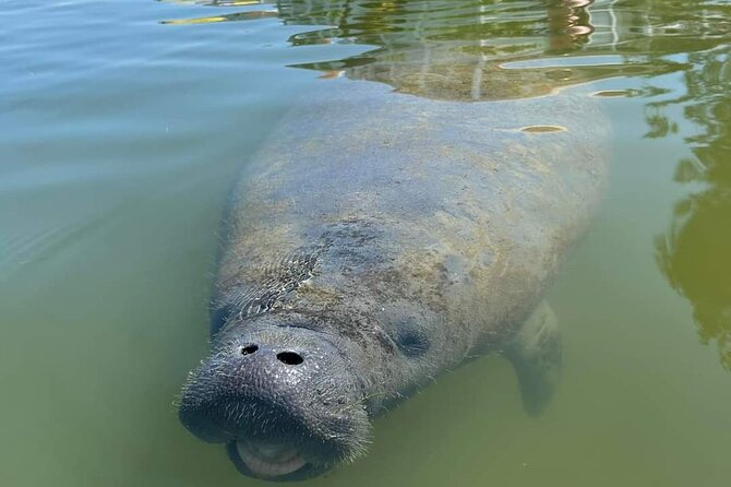 Self-Guided Kayaking Manatee and Dolphin Tour - A route for independent paddlers
