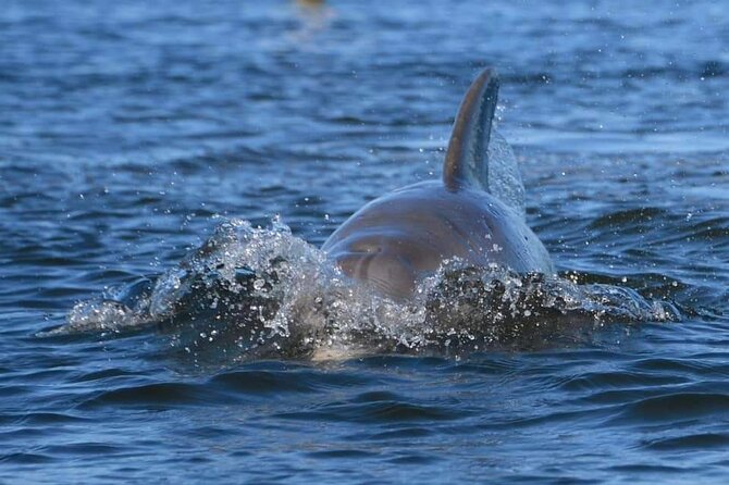 Self-Guided Kayaking Manatee and Dolphin Tour - What the water conditions can mean