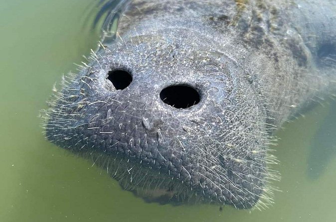 Self-Guided Kayaking Manatee and Dolphin Tour - How long should you allow?