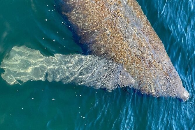 Self-Guided Kayaking Manatee and Dolphin Tour - Wildlife watching without a guide