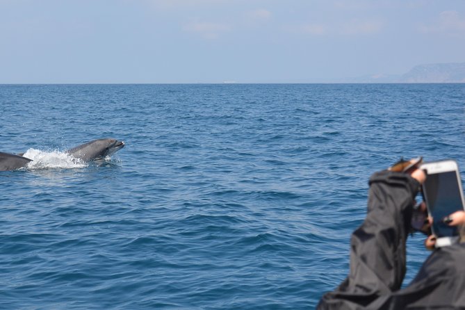 Sesimbra: Arrábida Dolphin and Whale Watching tour with biologist - The value of $66.42 for three hours