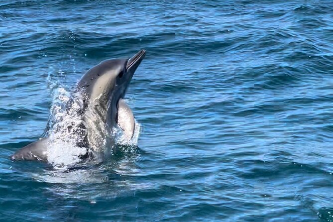 Sesimbra: Arrábida Dolphin and Whale Watching tour with biologist - Timing, weather, and cancellation terms