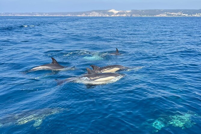 Sesimbra: Arrábida Dolphin and Whale Watching tour with biologist - Should you book the Sesimbra dolphin tour?