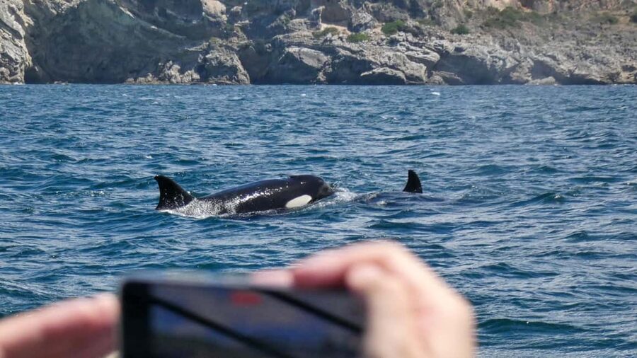 Sesimbra: Arrábida Dolphin and Whale Watching with Biologist - Key points to know before booking