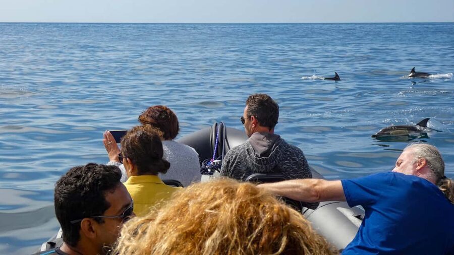 Sesimbra: Arrábida Dolphin and Whale Watching with Biologist - Who should book this experience?