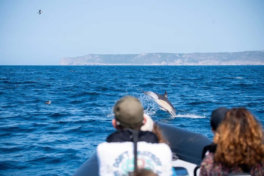 Sesimbra: Arrábida Dolphin and Whale Watching with Biologist - Searching for dolphins and whales in Arrábida waters