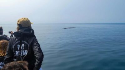 Arrábida Dolphin and Whale Watching with Biologist