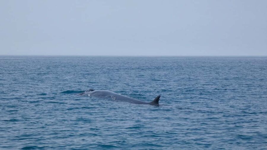 Sesimbra: Arrábida Dolphin and Whale Watching with Biologist - What the guide adds to the experience