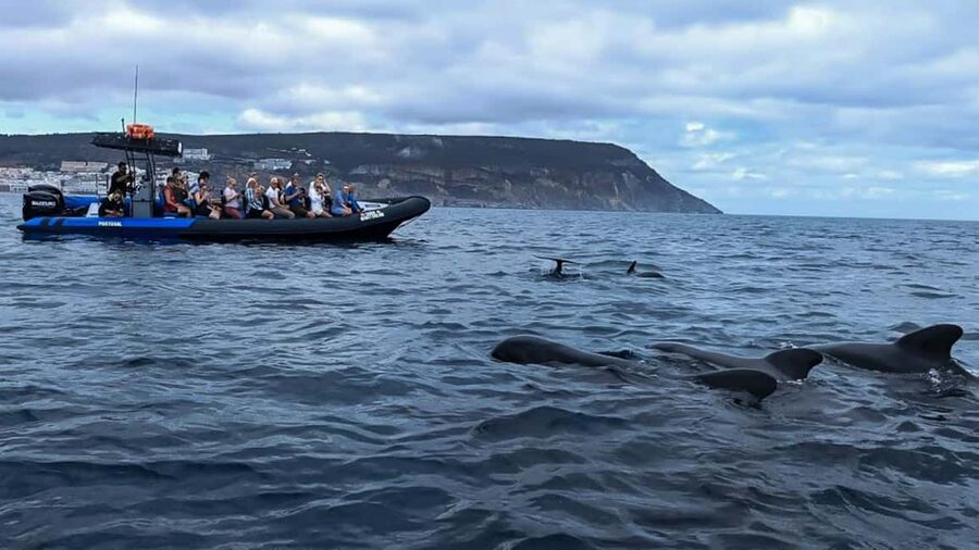 Sesimbra: Arrábida Dolphin and Whale Watching with Biologist - Swimming at Ribeiro do Cavalo Beach