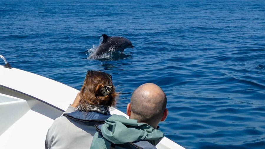 Sesimbra: Arrábida Dolphin and Whale Watching with Biologist - What to bring for a comfortable ride