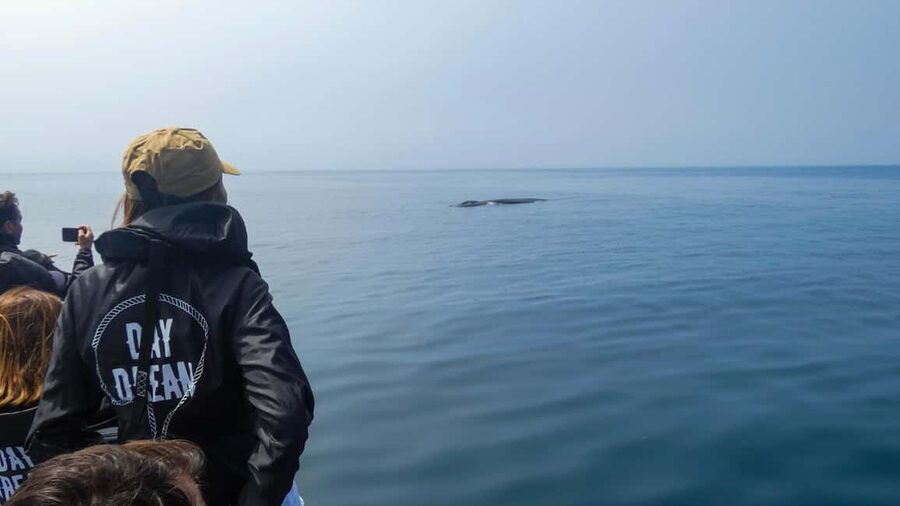 Sesimbra: Arrábida Dolphin and Whale Watching with Biologist - Starting at the Espadarte pier in Sesimbra