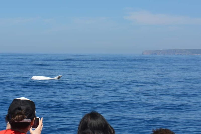 Sesimbra: Dolphin and Whales Watching with Biologist Guide - Should you book the Sesimbra dolphin tour?