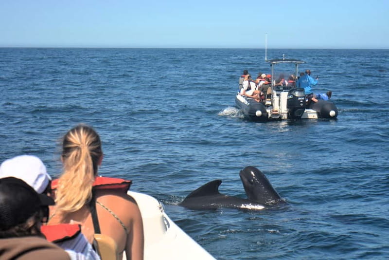 Sesimbra: Dolphin and Whales Watching with Biologist Guide - Starting at Sesimbra harbor