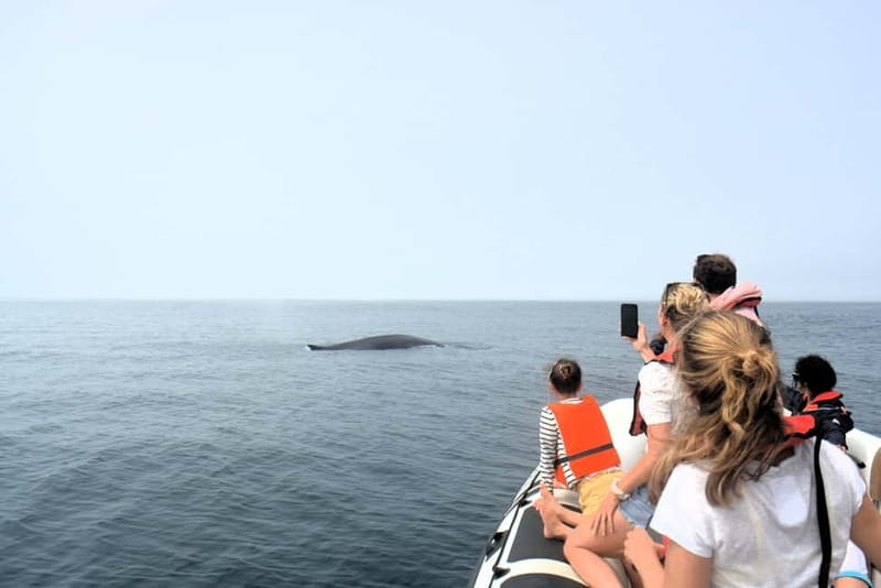 Sesimbra: Dolphin and Whales Watching with Biologist Guide - Who should book this experience?