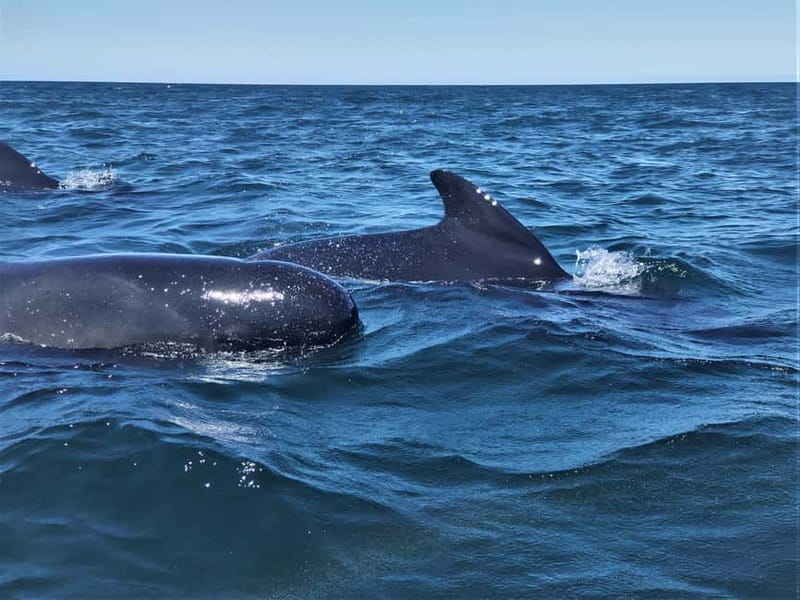 Sesimbra: Dolphin and Whales Watching with Biologist Guide - Booking details worth knowing