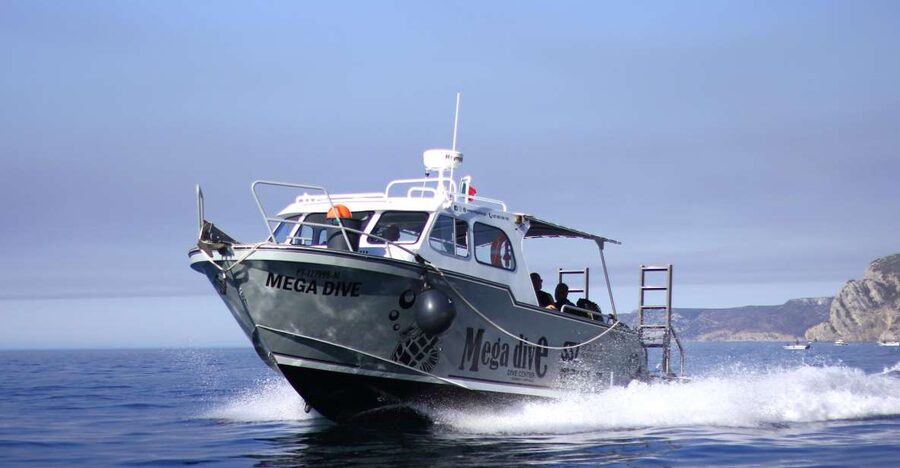 Sesimbra: Dolphin Watching with a marine biologist - Key points at a glance