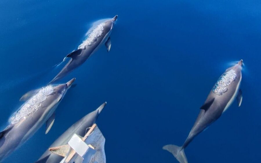 Sesimbra: Dolphin Watching with a marine biologist - Why this Sesimbra trip is more than dolphin watching