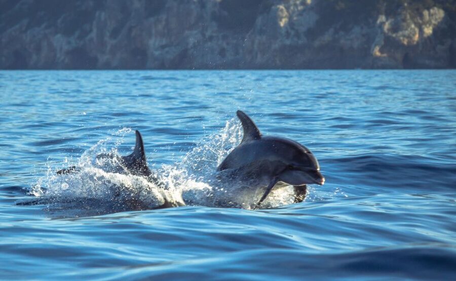 Sesimbra: Dolphin Watching with a marine biologist - Leaving Porto de Sesimbra
