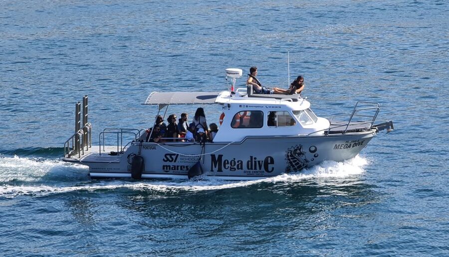 Sesimbra: Dolphin Watching with a marine biologist - Meeting at Megadive in Sesimbra