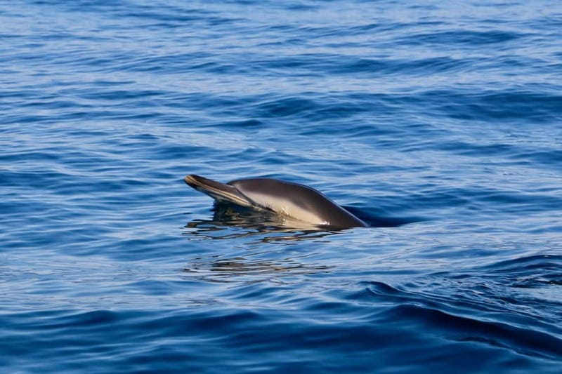 Sesimbra: Dolphin watching with marine biologist - Key points to know before you book