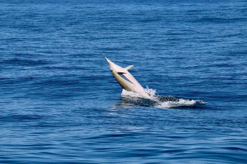 Sesimbra: Dolphin watching with marine biologist - Starting at BATE-A-ASA in Sesimbra