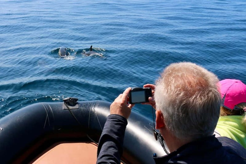 Sesimbra: Dolphin watching with marine biologist - Francisco, Rita, and the human side of the trip