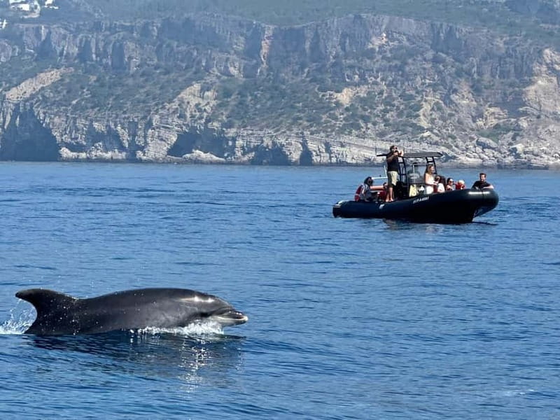 Sesimbra: Dolphin watching with marine biologist - Watching dolphins along the Arrábida coast